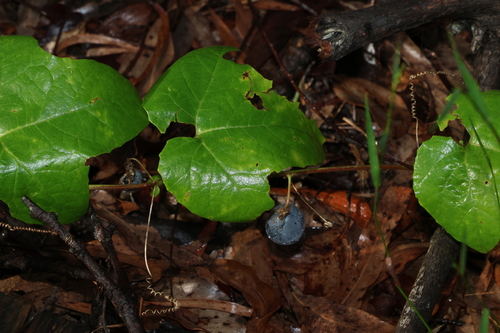 Passiflora morifolia, photograph 5