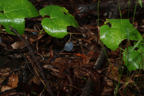 Passiflora morifolia, photograph 6