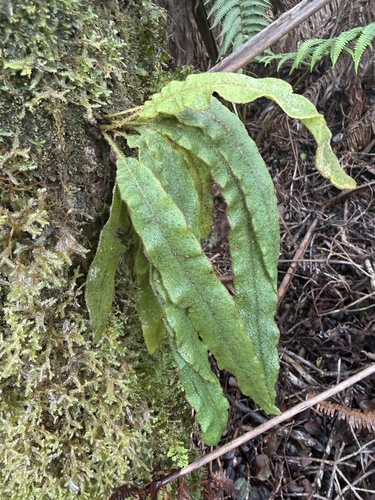 Elaphoglossum paleaceum