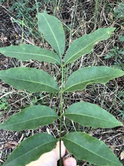 Flindersia australis