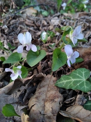 Viola sieheana