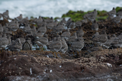 Calidris virgata
