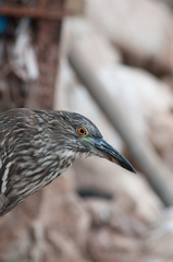 Nycticorax nycticorax