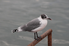 Leucophaeus pipixcan