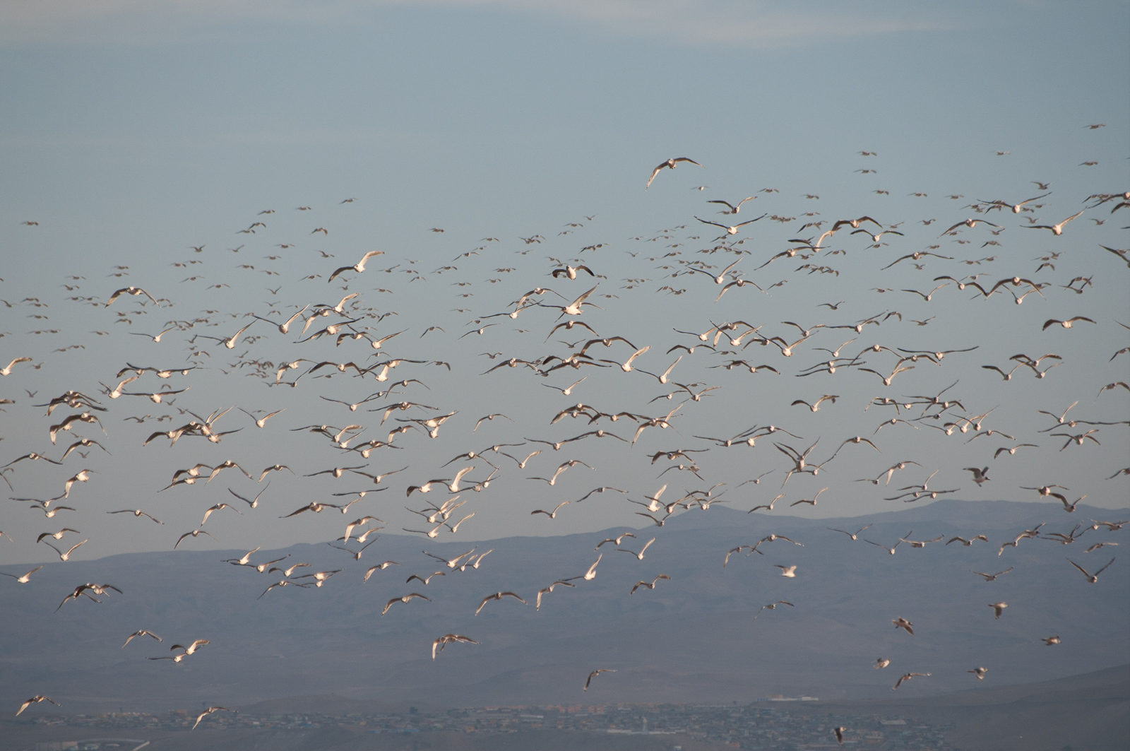 Franklin's Gull