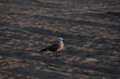 Leucophaeus modestus