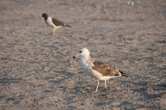 Larus dominicanus