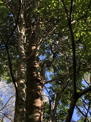 Capparis arborea