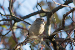 Passer domesticus