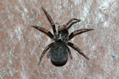 Filistatidae