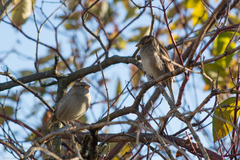 Passer domesticus