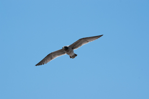 Belcher's Gull (Larus belcheri), photo 10