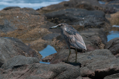 Nycticorax nycticorax