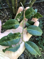 Capparis arborea