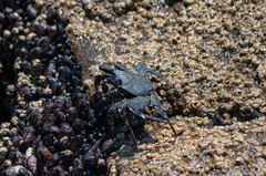 Grapsus grapsus
