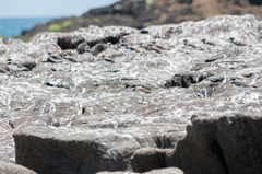 Charadrius semipalmatus
