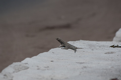 Microlophus quadrivittatus