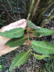 Capparis arborea