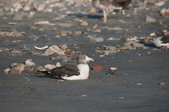 Larus belcheri
