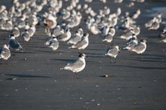 Leucophaeus pipixcan