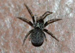Filistatidae