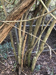 Capparis arborea