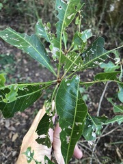 Planchonella pohlmaniana