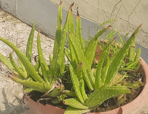 aloe vera