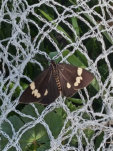 Australian magpie moth