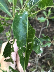 Planchonella pohlmaniana