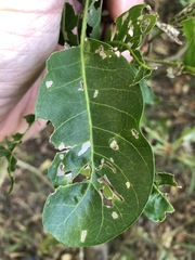 Planchonella pohlmaniana