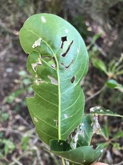 Planchonella pohlmaniana