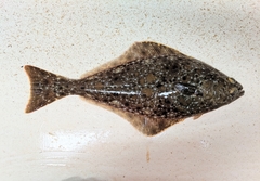 Hippoglossus stenolepis