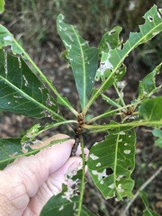 Planchonella pohlmaniana