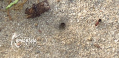 Glossotilla