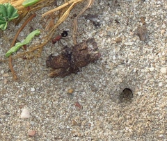 Glossotilla