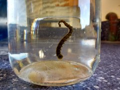 Stibarobdella moorei