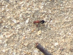 Glossotilla