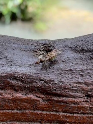 Asian Weaver Ant