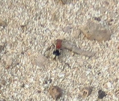 Glossotilla
