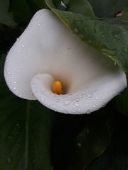 Zantedeschia aethiopica