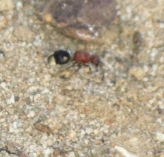 Glossotilla