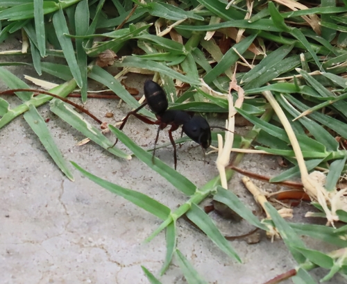 Indian Black Ant