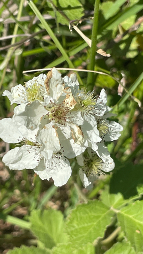 Rubus canescens