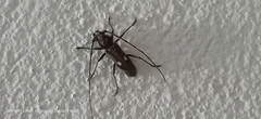 Gnatholea eburifera