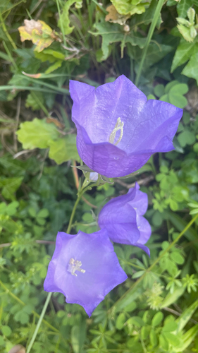 Campanula persicifolia