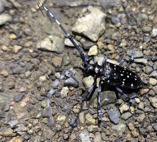 Citrus Longhorn Beetle