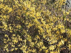 Forsythia koreana