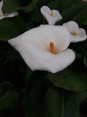 Zantedeschia aethiopica