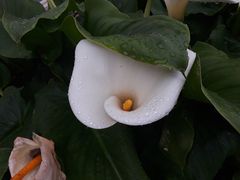 Zantedeschia aethiopica